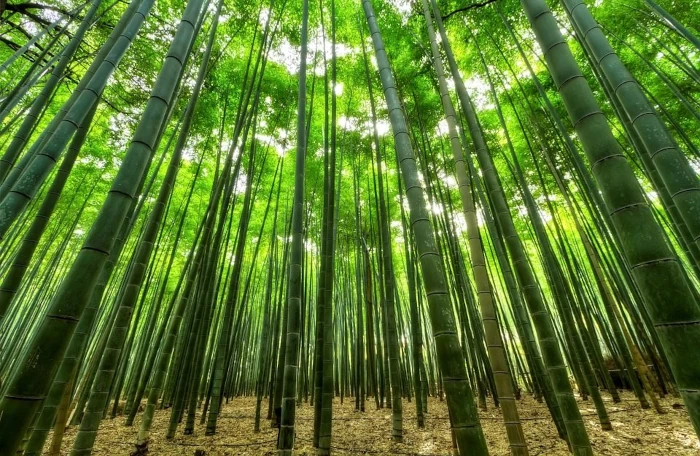 слот big bamboo
